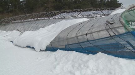 ぶどう「ビニールハウス」大雪で倒壊 修繕には数百万円はかかる見込み 