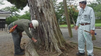 マツの大木倒れた松江城山公園 倒木の恐れで4本伐採へ | BSSニュース