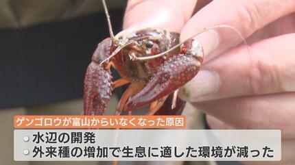 おった、おった！」“絶滅”したはずのアノ虫が田んぼを泳ぐ？30年ぶりに