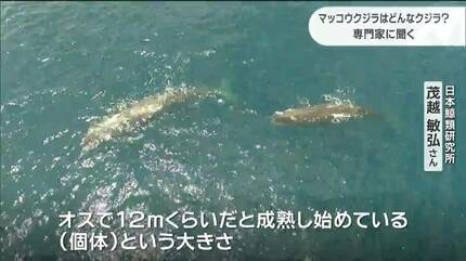 漂着クジラの死骸から“脳油”流出 専門家「むやみに触らない近よらない
