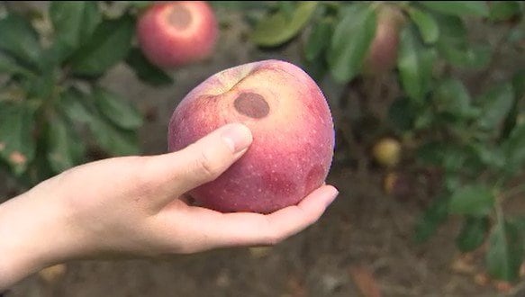 「シワシワで、もう売り物にならない…」連日の暑さで信州リンゴが「日焼け」茶色く変色して…高温続けば「味」や「食感」が落ちるのも心配「早く平年に戻って…」今後も続く農家の苦悩　|　SBC NEWS | 長野のニュース | SBC信越放送