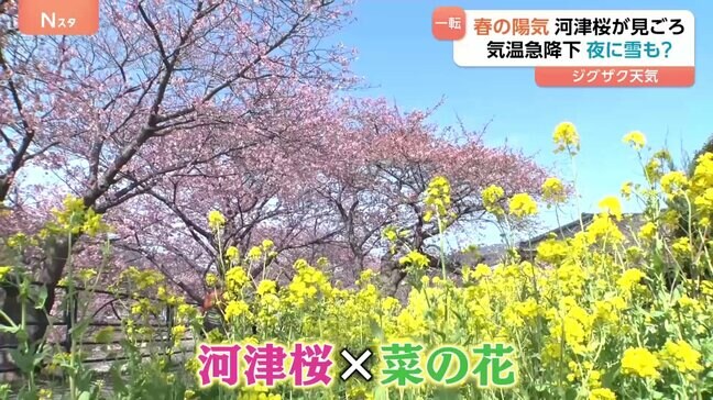 「桜と菜の花のハーモニー」約8000本の河津桜が見ごろに “春の陽気”が一転、関東で雪が降る可能性も|TBS NEWS DIG