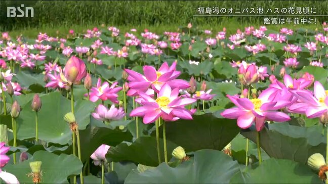 福島潟で『オニバス』が見頃に　鑑賞は午前中がおすすめ　新潟|TBS NEWS DIG