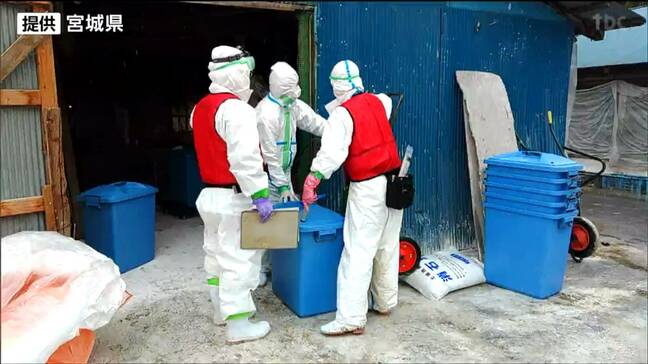 宮城・角田市内の農場で鳥インフルエンザ 県内では今シーズン初 アヒル9000羽の殺処分始まる|TBS NEWS DIG