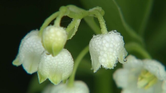 スズランの花が見ごろ 九州では唯一、阿蘇地域に自生 熊本|TBS NEWS DIG