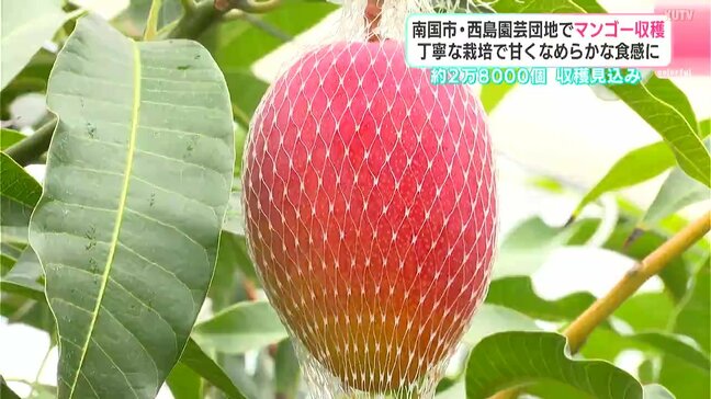 去年より2000個増の2.8万個!南国市・西島園芸団地で“濃厚な甘み”の「アップルマンゴー」収穫本番【高知】|TBS NEWS DIG