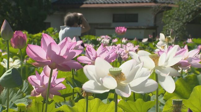 ハスが見ごろ　上田市の信濃国分寺　暑さの影響で例年より1週間ほど早く開花　長野|TBS NEWS DIG
