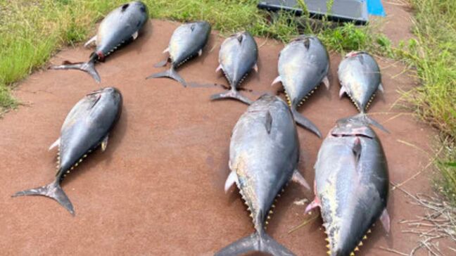 クロマグロ遊漁禁止中に富山湾で8匹捕獲 男女4人で釣り上げ 中には30キロ未満の小型魚も…|TBS NEWS DIG