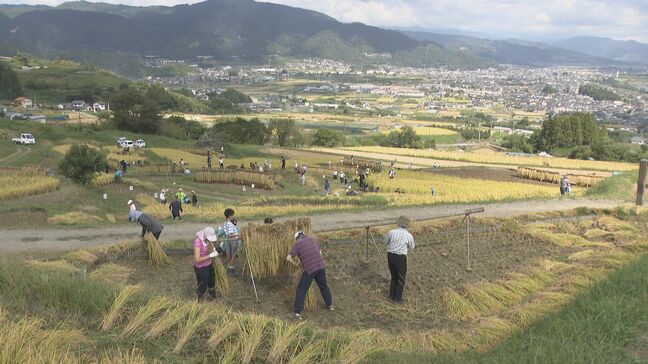 「貴重な経験をさせてもらっています」姨捨の棚田で稲刈り 「棚田オーナー」460人が鎌で刈り取る 長野・千曲市|TBS NEWS DIG