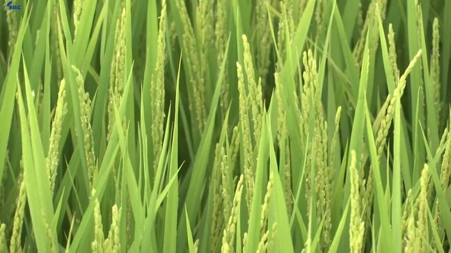 岩手県北地域での生産に適した新たなブランド米、白銀のひかりの生産技術向上に向け視察研修 岩手町|TBS NEWS DIG