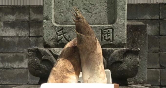 竹を石川県内に持ち込んだ“足軽”をしのび墓前にタケノコを置き豊作を祈る 金沢市の寺で「たけのこ感謝祭」　　|　石川県のニュース｜MRO北陸放送