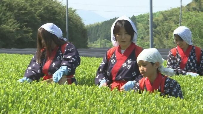 八十八夜の5月2日　新茶の初摘会　島根県出雲市で一番茶の収穫始まる|TBS NEWS DIG