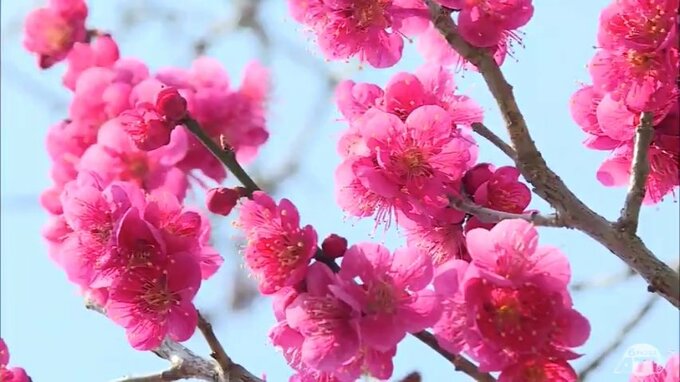 「北限の梅林」にも早い春　香り漂う春の景色につられ花見楽しむ姿も|TBS NEWS DIG