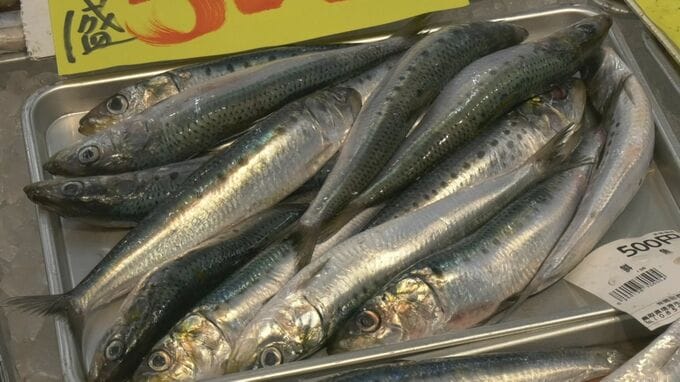 1匹あたり38円「マイワシ」安い　豊漁で活気づく港でも…「厳しい」漁師の本音　漁船にも原油価格高騰の波…脂はノリノリ、油はつらい|TBS NEWS DIG