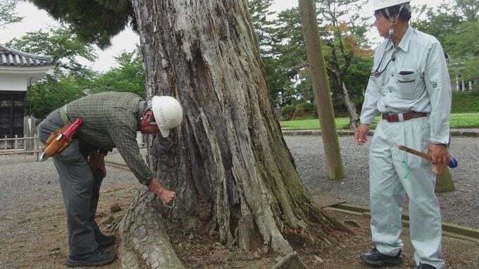 マツの大木倒れた松江城山公園　倒木の恐れで４本伐採へ　|　BSSニュース | BSS山陰放送