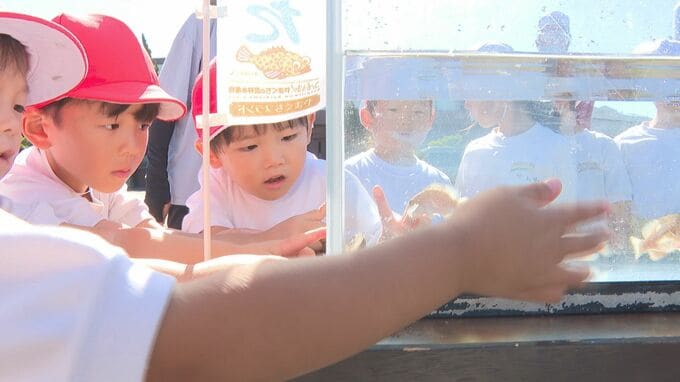 「元気に大きくなってね」 園児が幻の高級魚　キジハタの稚魚放流　山口県萩市　|　山口のニュース・天気・防災｜tys NEWS｜ｔｙｓテレビ山口