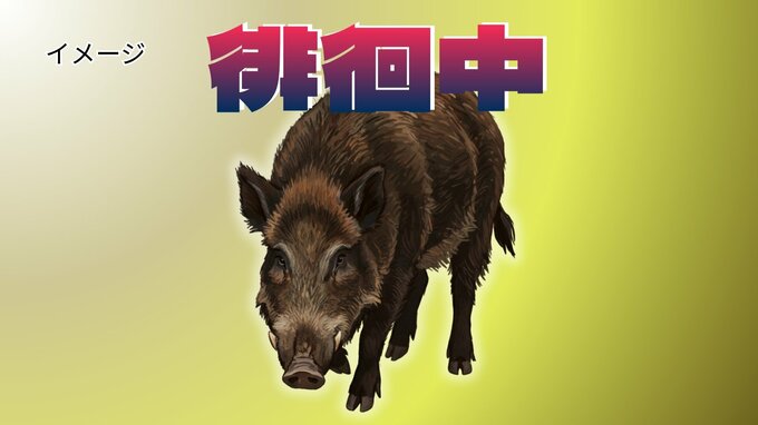 【イノシシ徘徊中】本部町の路上　体長約1メートル、90キロほどか　警察が注意呼びかけ|TBS NEWS DIG