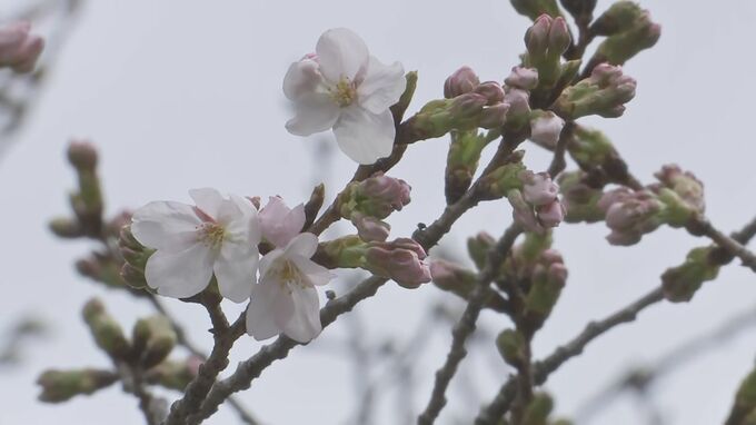 【速報】東京の桜開花発表　平年より5日早い　靖国神社で61輪の開花確認　気象庁|TBS NEWS DIG