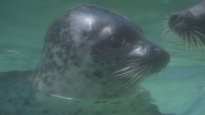 アザラシとペンギン “すだれ設置” で10℃涼しく！夏の日差しから “お肌” を守れ…富山・魚津市　|　富山のニュース｜天気・防災｜チューリップテレビ
