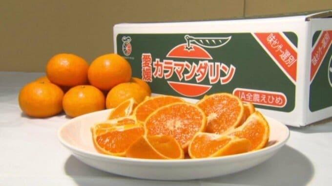 ｢春みかん｣カラマンダリン選果始まる 猛暑耐え例年以上の高糖度【愛媛･松山市】|TBS NEWS DIG