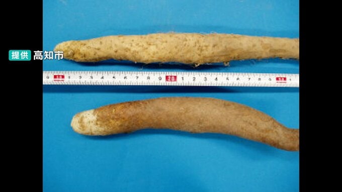 観賞用植物「グロリオサ」で食中毒に！？隣で栽培していた「山芋」とグロリオサの「球根」を誤って一緒に収穫し卵とじに…男性1人入院【高知】　|　高知のニュース・天気｜KUTV NEWS | KUTVテレビ高知