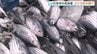 「やっと持って来られてほっと…」小名浜港でカツオ初水揚げ　原油高など影響、1か月遅く　福島・いわき市　|　福島のニュース│TUF