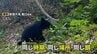 市街地を “安全な餌場” と記憶したクマ…専門家「異常が常態化している」背景に “クマの高い学習能力” 富山県内の出没はこれまでの2倍　|　富山のニュース｜天気・防災｜チューリップテレビ