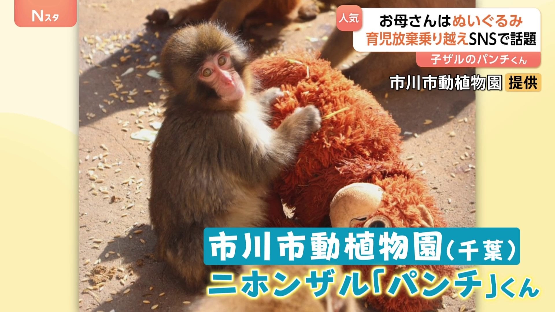 がんばれパンチ」ぬいぐるみを母親代わりに育つサルの「パンチ」くんに