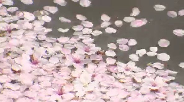 花散らしの雨に…長野県内は全域で雨…松本城では風で散った桜の花びらが