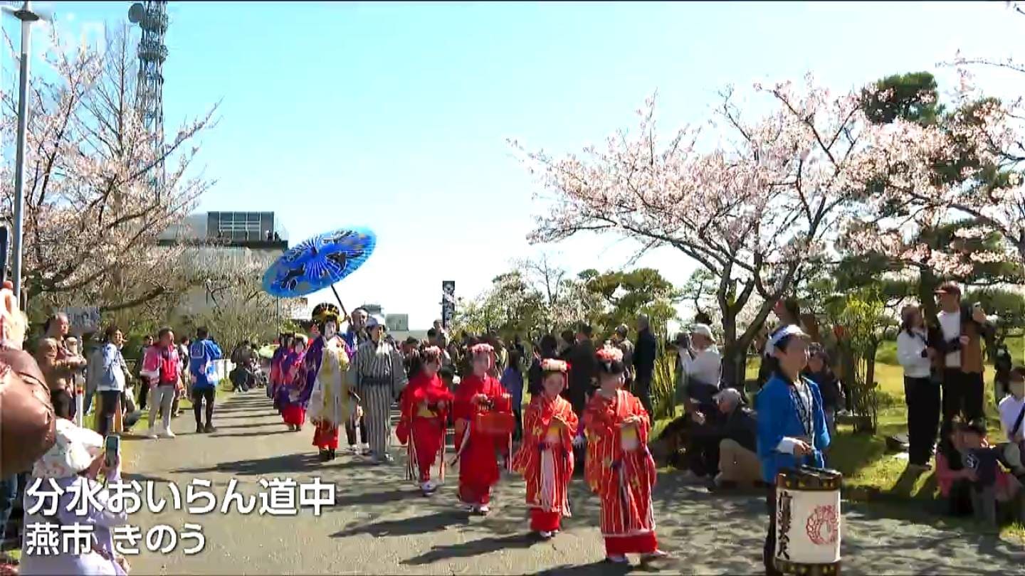 分水おいらん道中」開催 豪華絢爛な衣装で満開の桜並木を練り歩く 華麗
