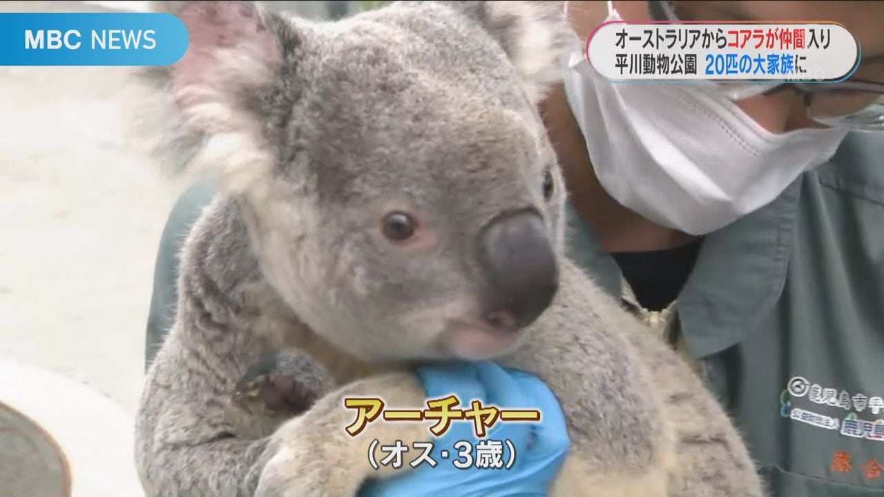 オーストラリアから3歳オスのコアラ仲間入り 平川動物公園のコアラ