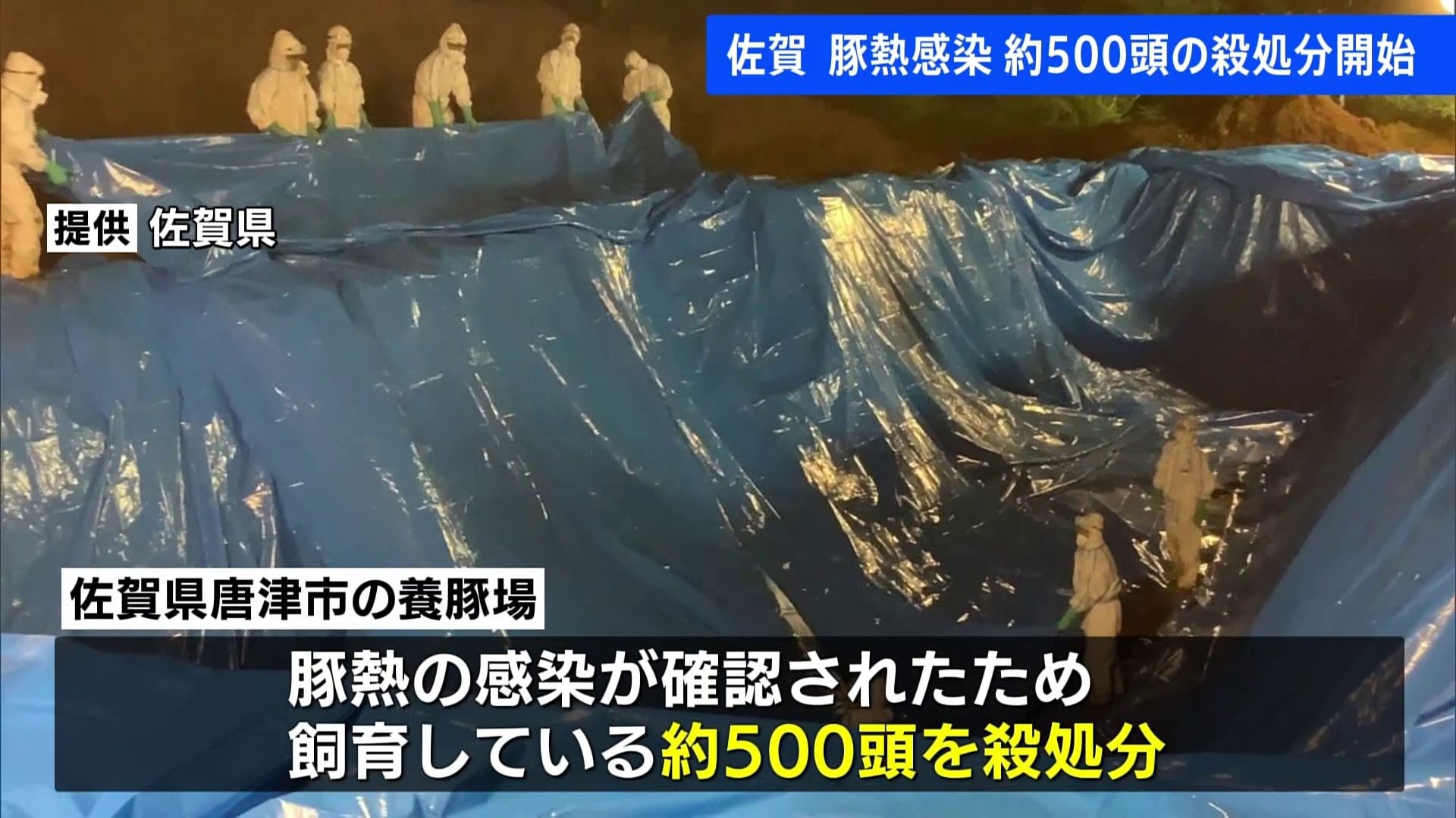 豚熱感染の疑い 殺処分開始 感染が確認されれば飼育している約1万頭を殺処分する方針 佐賀・唐津市 | TBS NEWS DIG