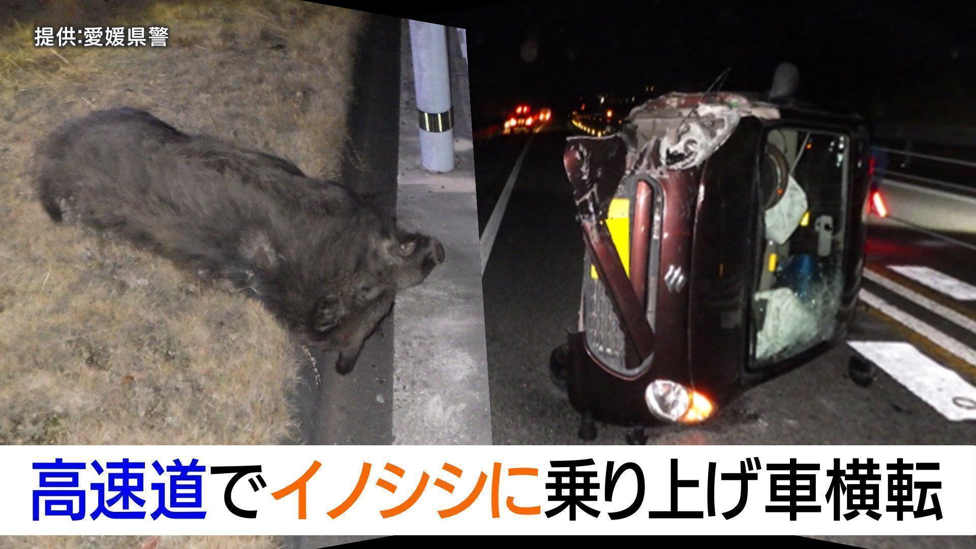 【写真あり】高速道路でイノシシに乗り上げ車が横転 約1時間通行止めに 愛媛 | TBS NEWS DIG