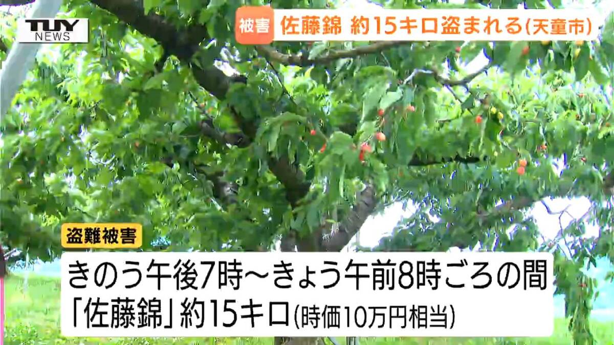 素人ではない」「軸ごと盗み商品として出荷か」 収穫直前のさくらんぼ