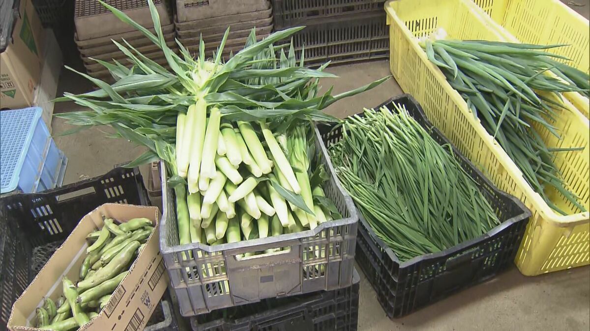 野菜農家の“夏の挑戦” 暑さシフトで守る鮮度と品質 ｢どんな環境でも感動の野菜を｣ 愛知･田原市