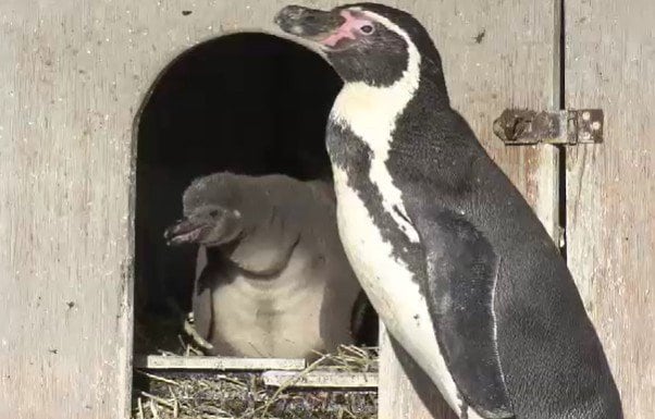 4羽全滅」動物園でフンボルトペンギンの死が続き最後の1羽も…展示中止