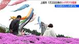 1万2000株の芝桜×こいのぼりの共演『いたくら芝桜まつり』 “花のじゅうたん”が見ごろに　新潟・上越市|TBS NEWS DIG