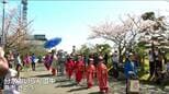 「分水おいらん道中」開催 豪華絢爛な衣装で満開の桜並木を練り歩く 華麗な時代絵巻が観客魅了 新潟県燕市|TBS NEWS DIG