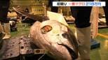 仙台市中央卸売市場 "初競り" 最高値「一番マグロ」は145.3キロの本マグロ…約218万円で競り落とされる　|　宮城のニュース│tbc NEWS│tbc東北放送