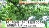 「素人ではない」「軸ごと盗み商品として出荷か」　収穫直前のさくらんぼ約15キロ盗まれる　近くでは怪しい車、怪しい女も目撃　今年初の盗難被害（山形・天童市）　|　山形のニュース│TUYテレビユー山形
