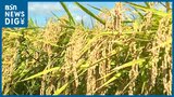 「ニシキゴイにコメ」新潟県産農林水産物の輸出額が過去最高 ウイルス禍収まりオンライン取引定着が背景に|TBS NEWS DIG