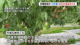 またしても大量の被害 収穫前のモモ600個が盗まれる | 福島のニュース│TUF