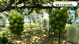 奄美大島でシャインマスカット生産に道 農家向けに講習会 | 鹿児島のニュース|MBC NEWS|南日本放送