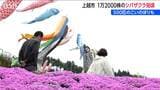 1万2000株の芝桜×こいのぼりの共演『いたくら芝桜まつり』 “花のじゅうたん”が見ごろに　新潟・上越市　|　新潟のニュース・天気｜BSN NEWS｜BSN新潟放送