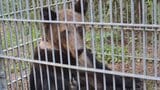 ヒグマ1頭を捕獲⇒駆除 外見の特徴から出没相次いだクマと同一個体か 体長約1.4メートルのオス 砂川市 | 北海道のニュース|HBC北海道放送