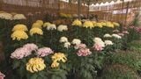 「大分市菊花展」始まる　愛好家が育てた400点の菊が会場彩る　|　大分のニュース｜OBS NEWS｜大分放送