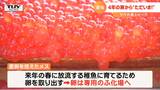 4年の旅から「ただいま!」大きく育ったサケが故郷に帰ってきた! | 山形のニュース│TUYテレビユー山形