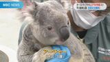 オーストラリアから3歳オスのコアラ仲間入り 平川動物公園のコアラ20頭で国内最多更新 | 鹿児島のニュース|MBC NEWS|南日本放送