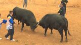 新春を祝う闘牛大会 県内外から20頭が出場で熱戦|TBS NEWS DIG