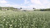 一面に広がる白い絨毯 いわき市でソバの花見ごろ | 福島のニュース│TUF
